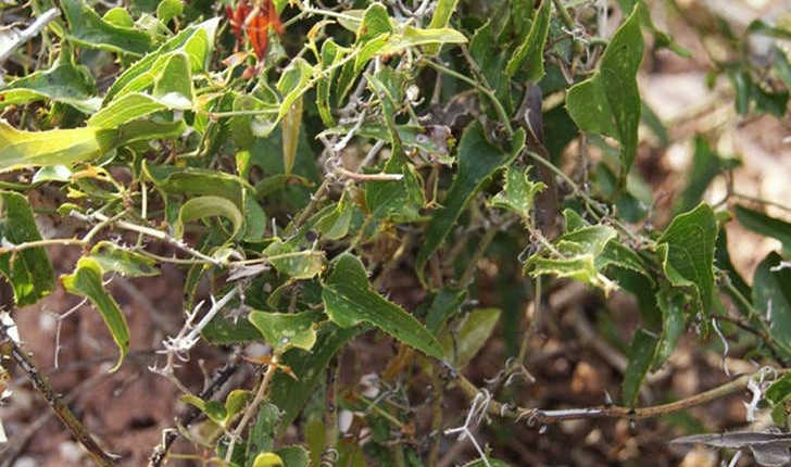 Smilax apera (Linné, 1753)