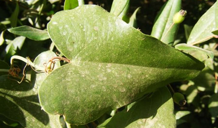 Smilax apera (Linné, 1753)