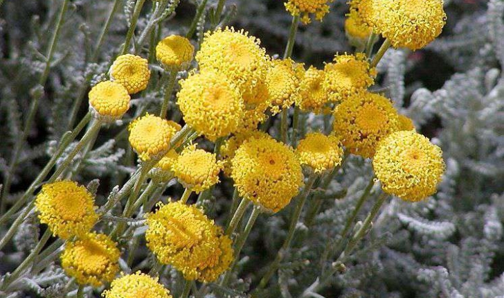 Santolina Chamaecyparissus (Linné, 1753)