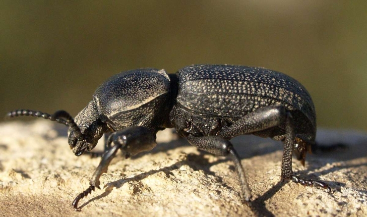 Scaurus striatus (Fabricius, 1792)
