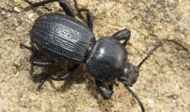 Scaurus striatus (Fabricius, 1792)