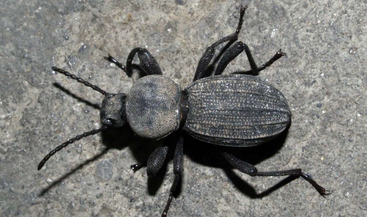 Scaurus striatus (Fabricius, 1792)