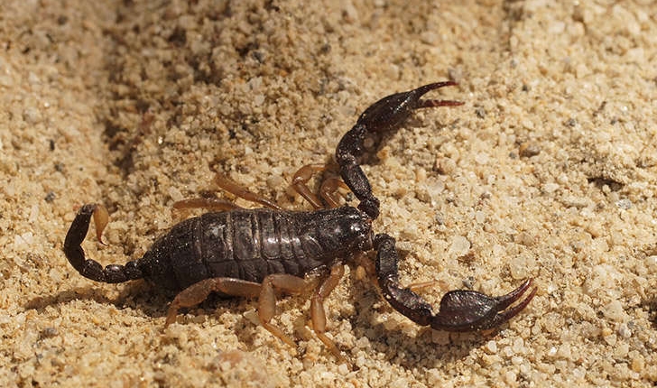 Euscorpius flavicaudis (De Géer, 1778)
