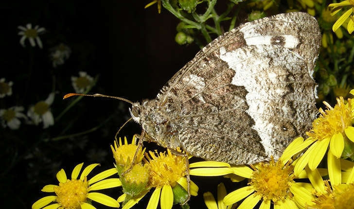 Brintesia circe (Fabricius, 1775)