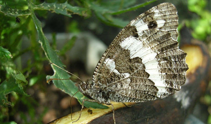 Brintesia circe (Fabricius, 1775)