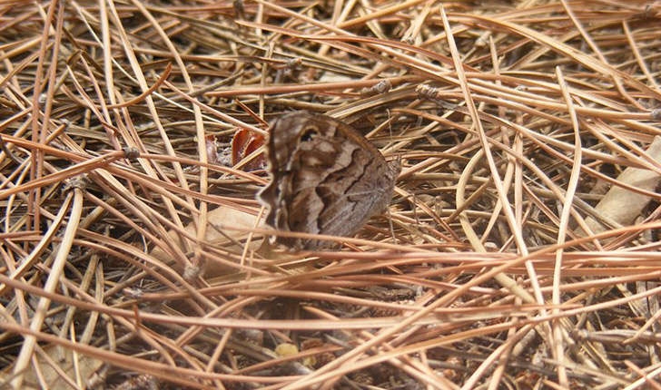 Brintesia circe (Fabricius, 1775)