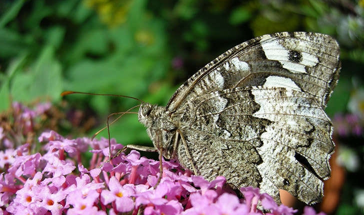 Brintesia circe (Fabricius, 1775)