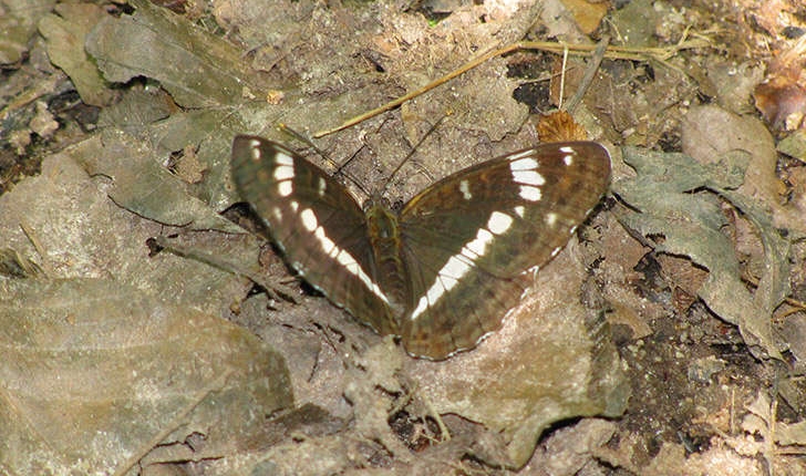 Brintesia circe (Fabricius, 1775)