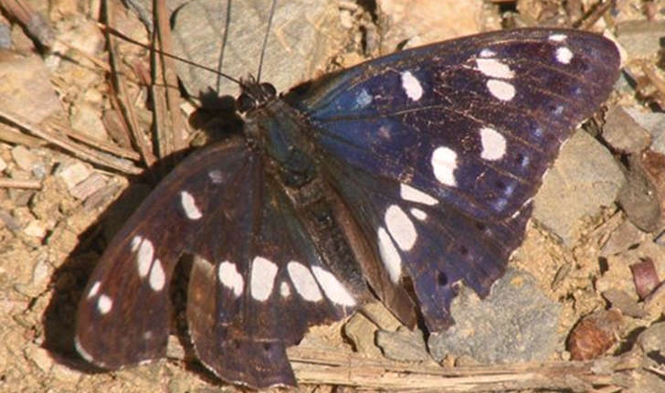 Limenitis camilla (Staudinger, 1901)