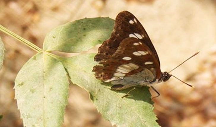 Limenitis camilla (Staudinger, 1901)