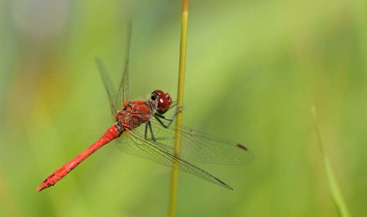 Sympetrum sp