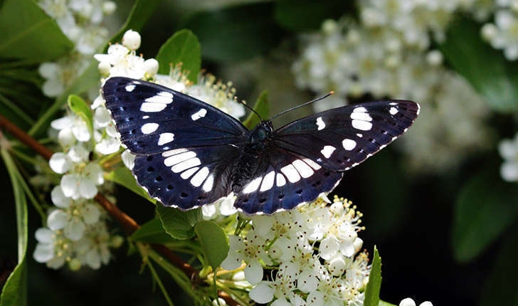 Limenitis camilla (Staudinger, 1901)