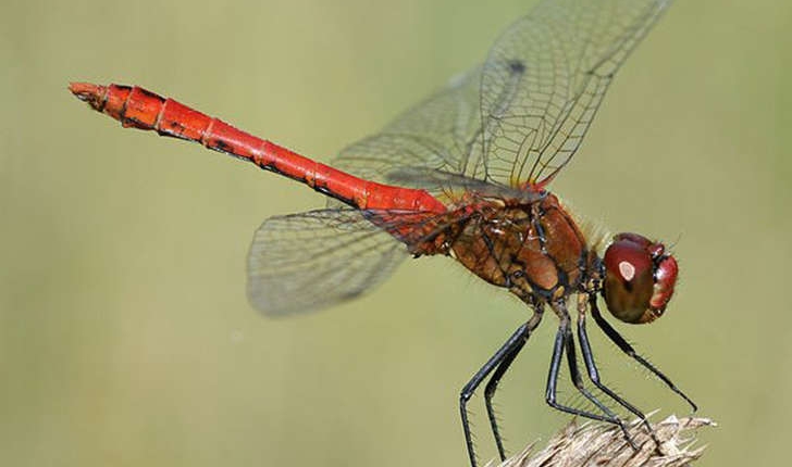 Sympetrum sp