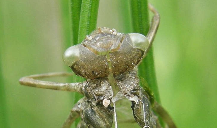Sympetrum sp