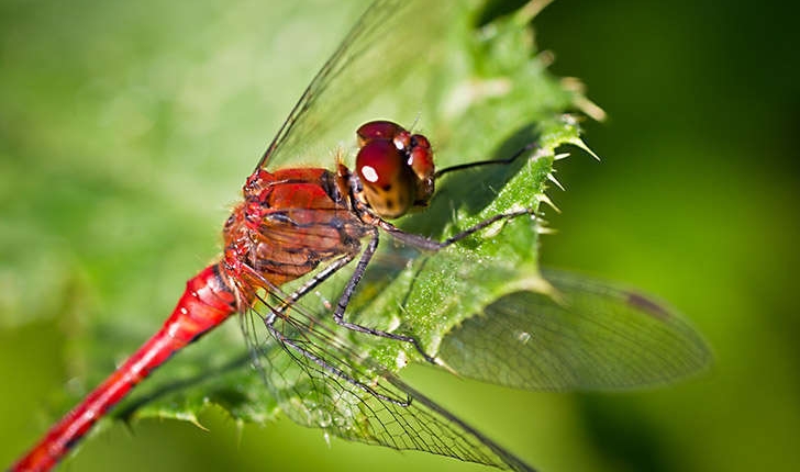 Sympetrum sp
