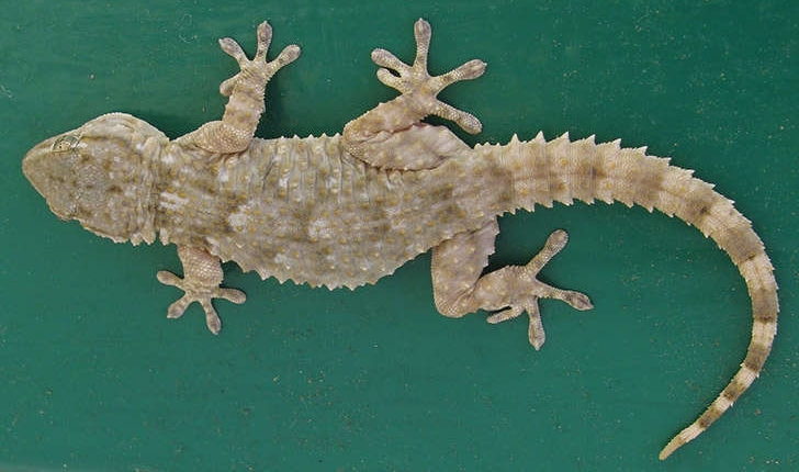 Tarentola mauritanica (Linné, 1758)