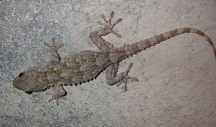 Tarentola mauritanica (Linné, 1758)