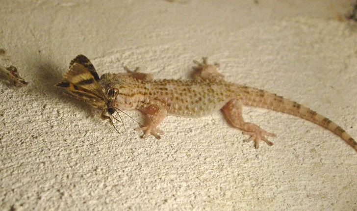 Tarentola mauritanica (Linné, 1758)