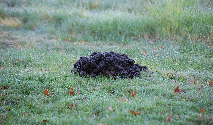Talpa europaea