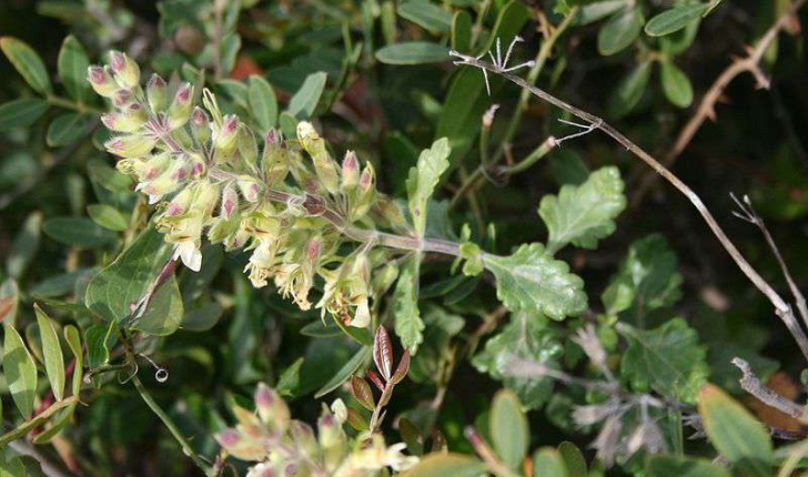 Teucrium flavum (Linné, 1753)