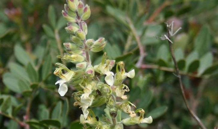 Teucrium flavum (Linné, 1753)