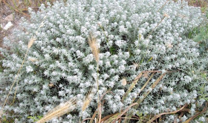 Teucrium polium (Linné, 1753)