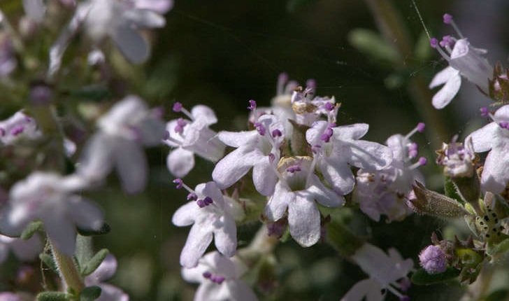 Thymus vulgaris (Linné, 1753)
