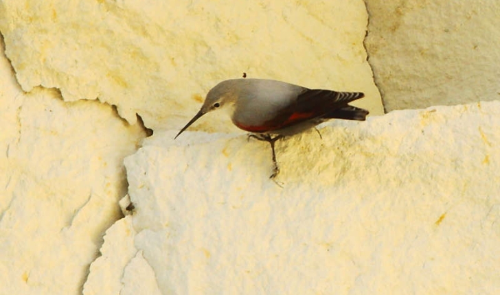 Tichodroma muraria (Linné, 1758)