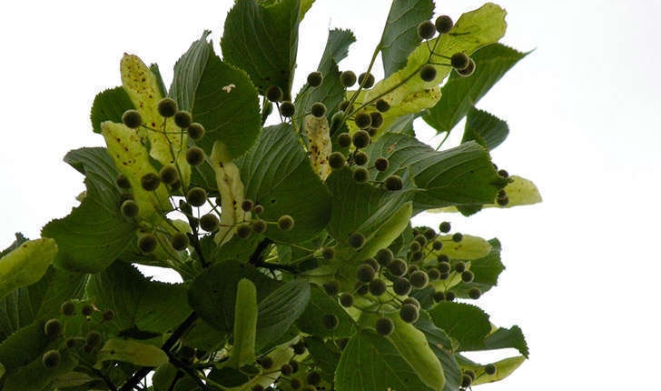 Tilia sp