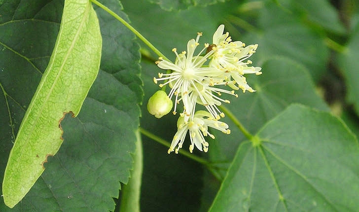 Tilia sp
