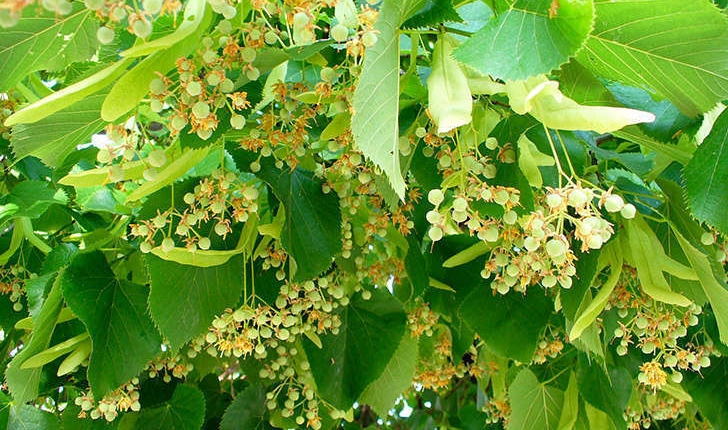 Tilia sp