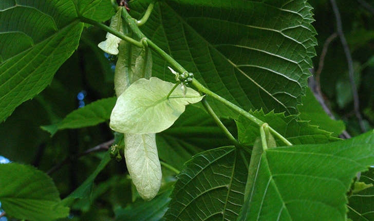 Tilia sp