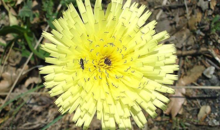 Urospermum dalechampii (Scop. ex F.W.Schmidt, 1795)