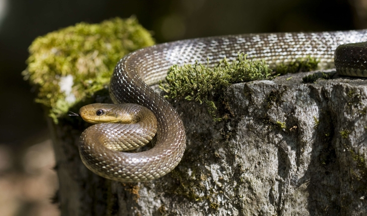 Couleuvre d'Esculape - Zamenis longissimus