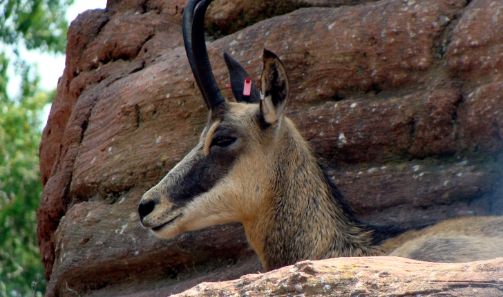Chamois