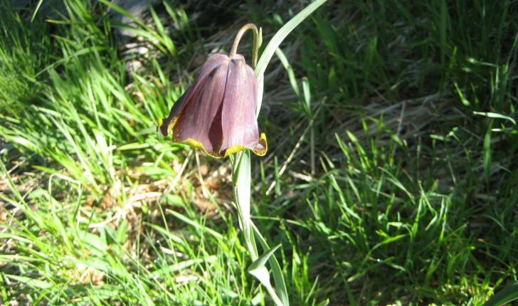 Fritillaria pyrenaica L.
