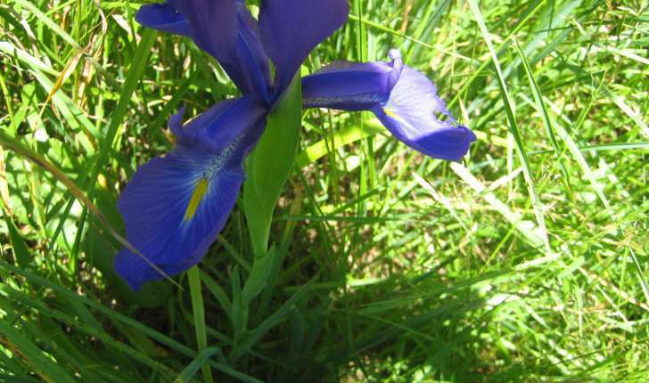 Iris latifolia (Mill.) Voss