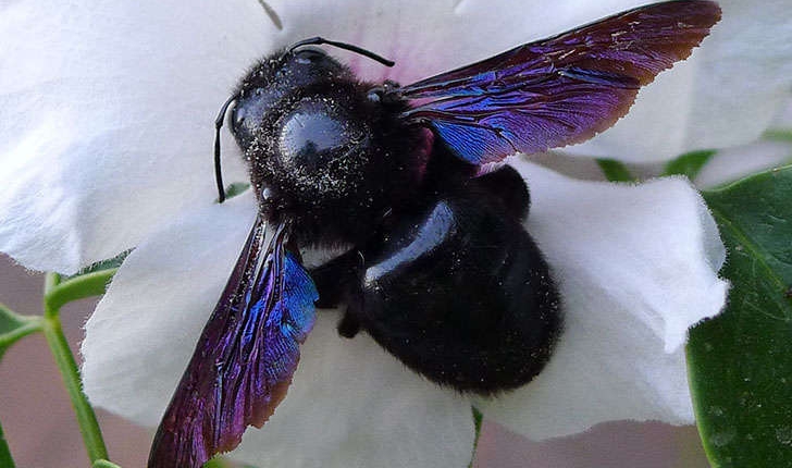 Xylocopa violacea (Linnaeus, 1758)