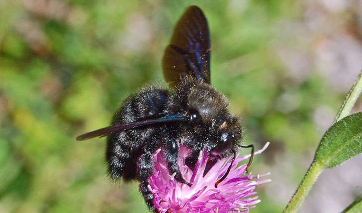 Xylocopa violacea (Linnaeus, 1758)