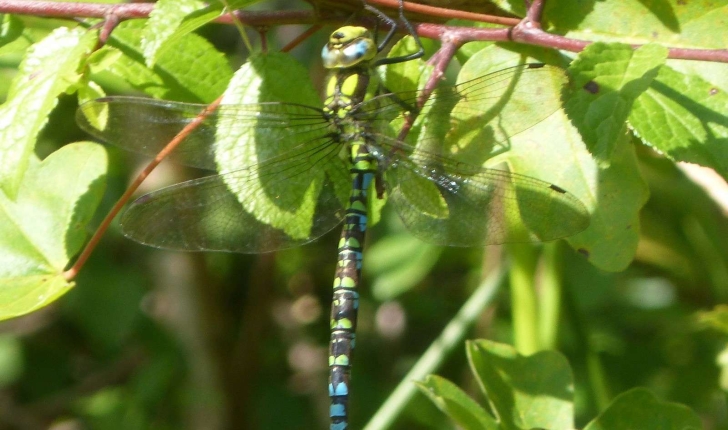  Aeshna cyanea (Müller, 1764)