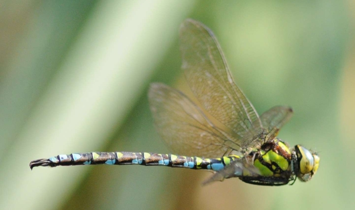  Aeshna cyanea (Müller, 1764)