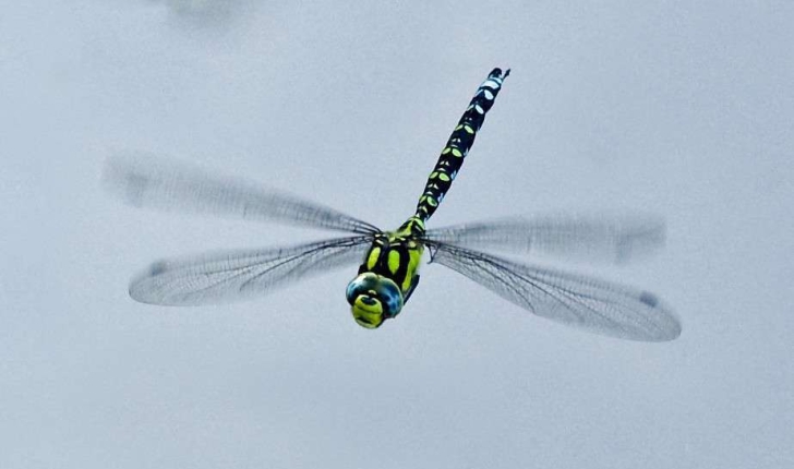  Aeshna cyanea (Müller, 1764)