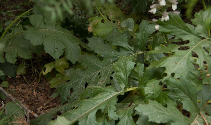 Acanthus mollis (Linné, 1753)