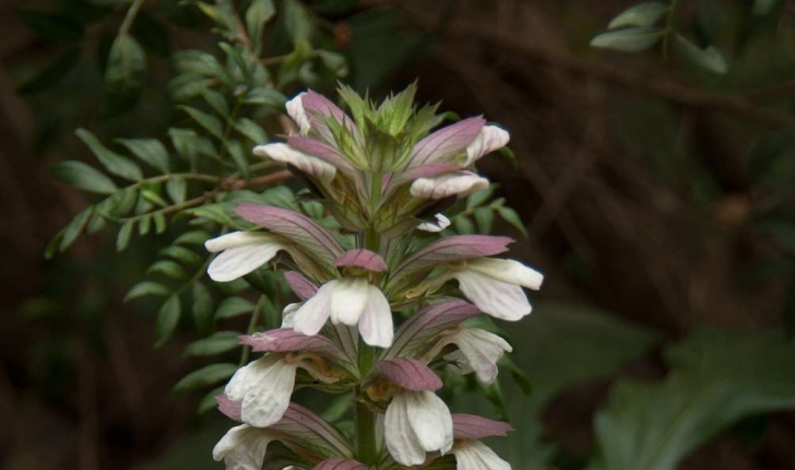 Acanthus mollis (Linné, 1753)