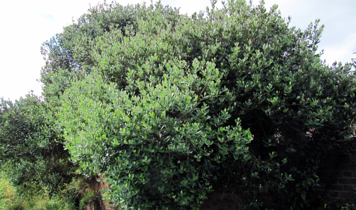 Feijoa sellowiana (O.Berg) O.Berg, 1859 