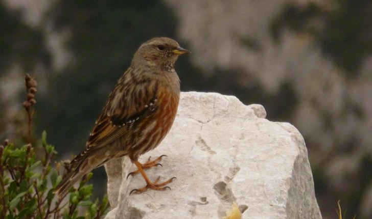 Prunella collaris (Scopoli, 1769)