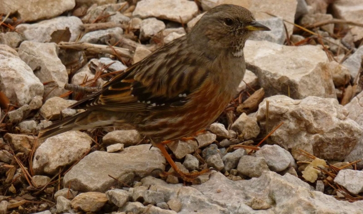 Prunella collaris (Scopoli, 1769)