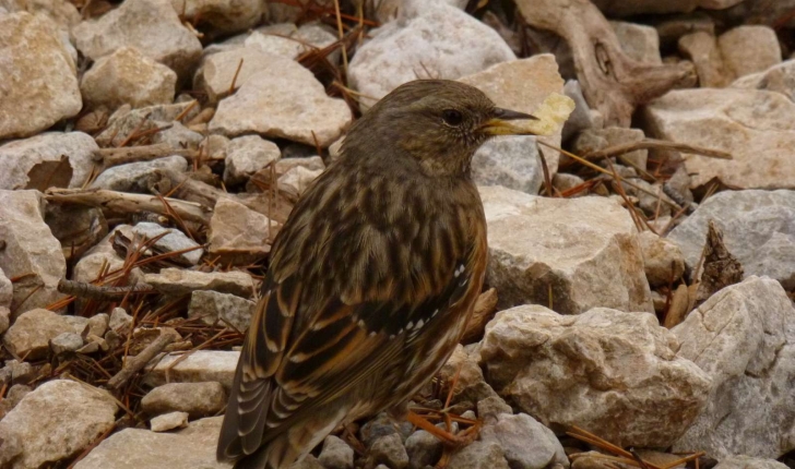 Prunella collaris (Scopoli, 1769)