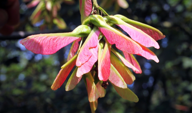 Acer platanoides L.