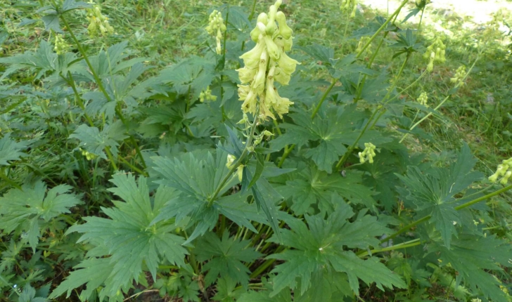 Aconitum lycoctonum (L., 1753)